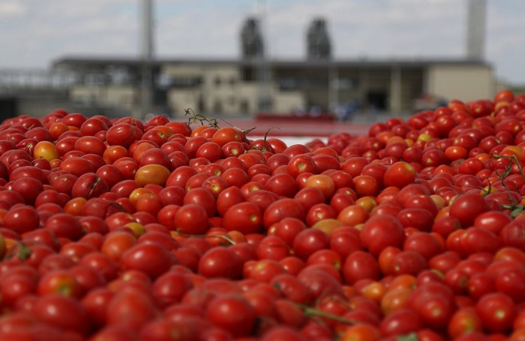  tomato paste