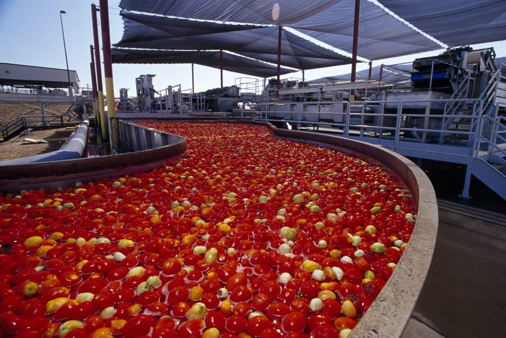 Small scale tomato processing machine