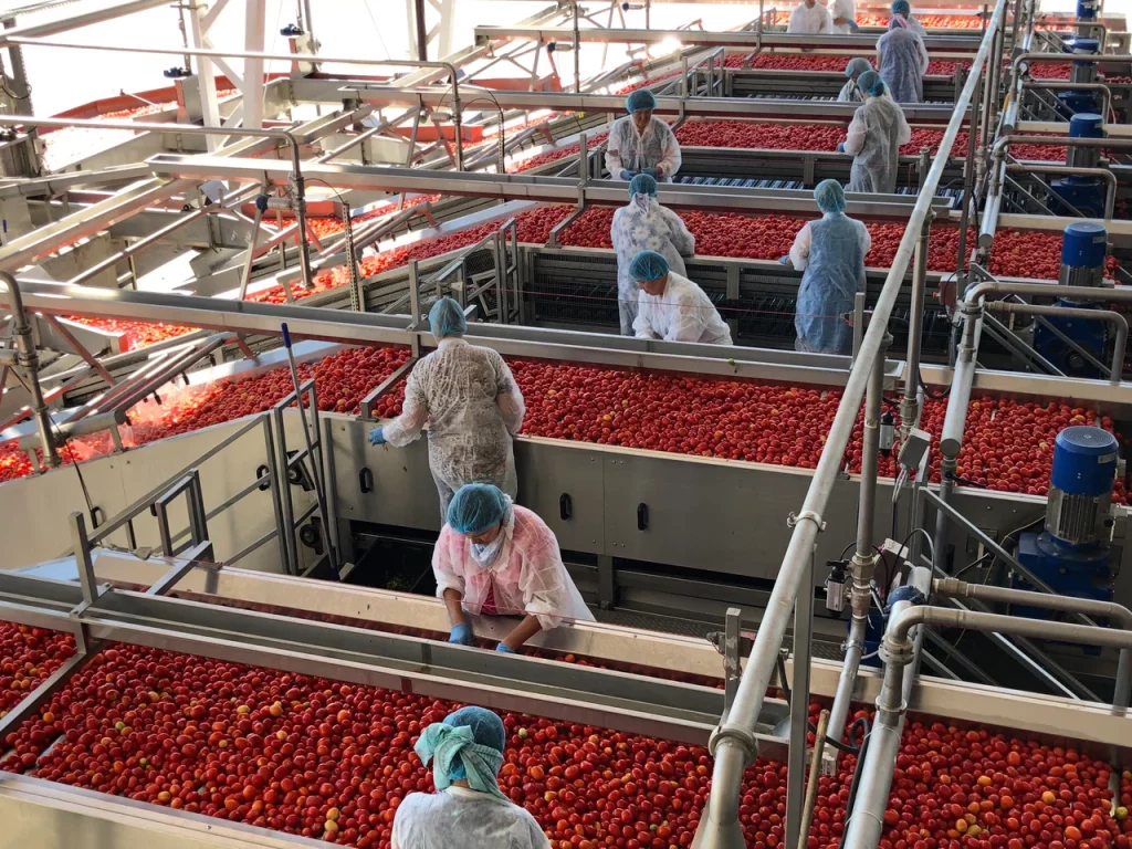 Small scale tomato processing machine